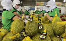 Trái cây Việt rộng cửa vào thị trường Đông Bắc Á