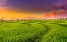 Khi nào được chuyển mục đích sử dụng đất trồng lúa?