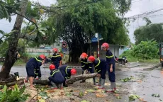 Trà Vinh: Khắc phụ sự cố cây xanh ngã đổ cản trở giao thông