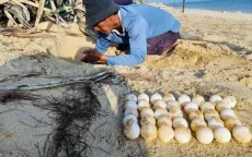 Bình Thuận: Sau 2 năm, rùa biển đã quay trở lại đẻ trứng ở Hòn Cau