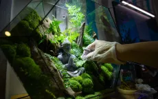Giới trẻ chi tiền trồng cây cảnh trong bình thủy tinh