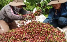 Giá xuất khẩu cà phê thiết lập mức cao kỷ lục