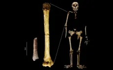 Hóa thạch cung cấp manh mối mới về tổ tiên người Hobbit ở đảo Indonesia