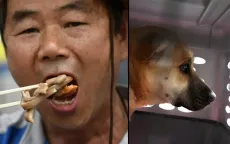 Luật cấm tiêu thụ thịt chó bắt đầu có hiệu lực tại Hàn Quốc
