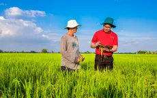 Agribank cung ứng vốn tín dụng phát triển 1 triệu héc-ta lúa chất lượng cao