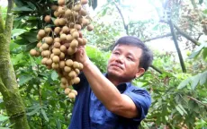 Mở rộng đầu ra cho nhãn lồng Hưng Yên