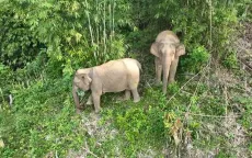 Buôn Ma Thuột nói không với sử dụng động vật hoang dã trái phép