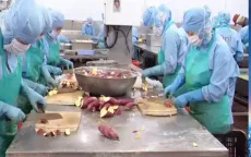 Khoai lang Việt xuất khẩu sang Nhật giá hơn 50.000 đồng/kg