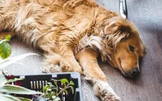 Cách nhận biết và chăm sóc khi thú cưng bước vào giai đoạn tuổi già