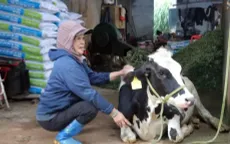 Nguyên nhân gây bệnh tiêu chảy ở đàn bò sữa tại Lâm Đồng