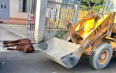 Bà Rịa - Vũng Tàu: Xuất hiện ổ dịch viêm da nổi cục trên bò