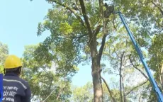 TP Hồ Chí Minh tổng kiểm tra, "khám" sức khỏe cây lâu năm
