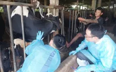 Lâm Đồng tăng cường vệ sinh, tiêu độc khử trùng tại vùng chăn nuôi bò sữa