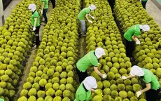 Xuất khẩu rau quả sang Hàn Quốc tăng mạnh