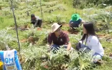 Ngày mới tại trang trại Atiso hữu cơ