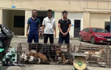 Bắt nhóm đối tượng nửa tháng trộm cắp gần 100 con chó