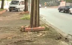 Hà Nội: Nhiều cây trồng trên vỉa hè gây bất tiện, nguy hiểm