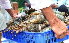 Người nuôi tôm hùm bị nợ lên đến hàng trăm tỷ đồng