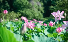 Khám phá đầm sen Kenilworth tại Mỹ