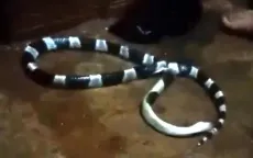 Rắn bò vào nhà lúc nửa đêm khiến một người tử vong