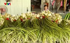 Trồng bông súng mùa nước nổi