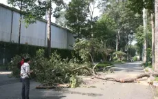 TP Hồ Chí Minh: Cần có giải pháp để quản lý cây xanh hiệu quả
