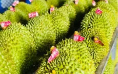 Malaysia xuất khẩu sầu riêng tươi sang Trung Quốc