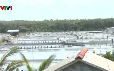 Hàng loạt ao tôm mọc lên trong vùng đất trồng lúa