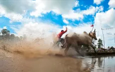 Đua bò Chùa Rô - Nơi giao thoa giữa truyền thống và đam mê