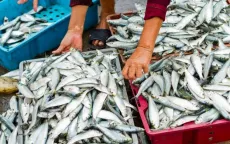 Châu Âu đề xuất hạn ngạch đánh bắt cá tại biển Baltic