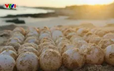 Rùa biển liên tiếp về đẻ trứng tại Hòn Cau