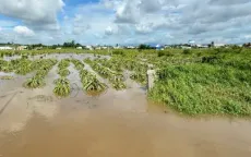 Bình Thuận ngập nặng 230 hộ dân và hàng trăm hecta thanh long