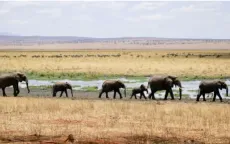 Hạn hán nghiêm trọng, Namibia có kế hoạch giết hơn 700 động vật và phân phối thịt cho người dân