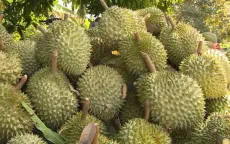 Xuất khẩu sầu riêng phá kỷ lục