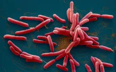 Nguy cơ bùng phát bệnh Whitmore sau mưa lũ