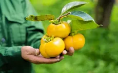 Buổi sáng tại vườn hồng giòn Mộc Châu