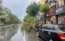 Hà Nội: 1 người chết, 6 người bị thương, 226 cây xanh đổ gẫy do hoàn lưu trước bão số 3