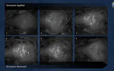 Tạo thành công da trong suốt cho động vật sống