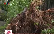 Làm thế nào để khắc phục và chăm sóc cây đổ sau bão?
