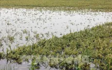 Trên 137.000 ha lúa và hoa màu bị ngập úng và hư hại do ảnh hưởng bão số 3