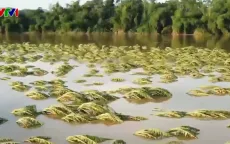 Gần 2.000 ha cây trồng tại Hạ Hòa (Phú Thọ) mất trắng sau mưa lũ
