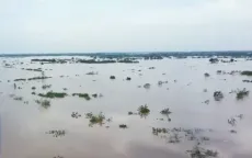 Nhiều diện tích cây cảnh tại Hưng Yên chìm trong nước lũ