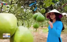 Hương bưởi Tân Triều