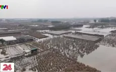 Người dân tại vựa cây cảnh Phụng Công vực dậy sau những thiệt hại nặng nề từ trận lũ