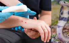 WHO cảnh báo gia tăng số vụ rắn cắn do lũ lụt