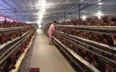 Hỗ trợ khôi phục sản xuất nông nghiệp