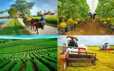 Chưa có báo cáo về bồi thường bảo hiểm nông nghiệp