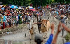 An Giang tổ chức Hội đua bò Bảy Núi