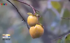 Vườn hồng mùa thu ở Đà Lạt