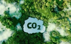 Doanh nghiệp nỗ lực tái sinh rừng ngập mặn từ cánh rừng Net Zero